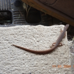 Unidentified Skink at Oakdale, NSW - 11 Jan 2024 by bufferzone