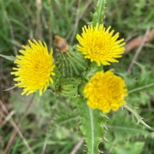 Sonchus asper at Flea Bog Flat to Emu Creek Corridor - 26 Jan 2024 09:06 AM