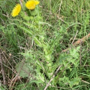 Sonchus asper at Flea Bog Flat to Emu Creek Corridor - 26 Jan 2024 09:06 AM