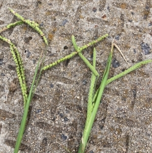 Paspalum dilatatum at Emu Creek - 26 Jan 2024