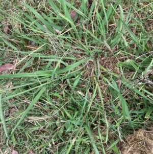 Paspalum dilatatum at Emu Creek - 26 Jan 2024