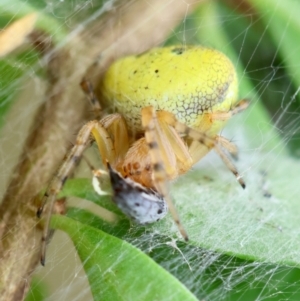 Araneus albotriangulus at Hughes Grassy Woodland - 25 Jan 2024