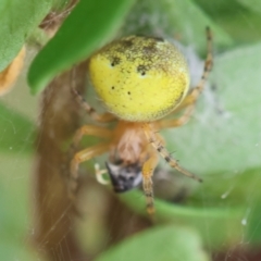 Araneus albotriangulus at Hughes Grassy Woodland - 25 Jan 2024