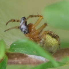 Araneus albotriangulus at Hughes Grassy Woodland - 25 Jan 2024 01:37 PM