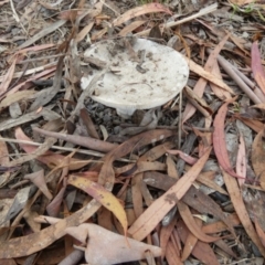 Amanita sp. (Amanita sp.) at Queanbeyan West, NSW - 25 Jan 2024 by Paul4K