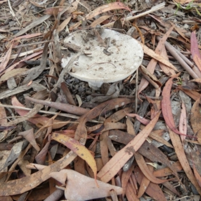 Amanita sp. (Amanita sp.) at Queanbeyan West, NSW - 25 Jan 2024 by Paul4K