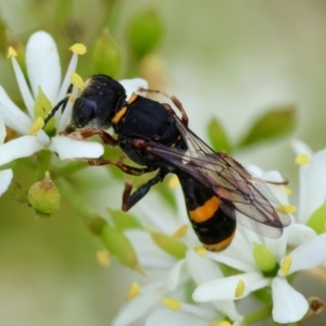 Williamsita sp. (genus) at GG165 - 25 Jan 2024