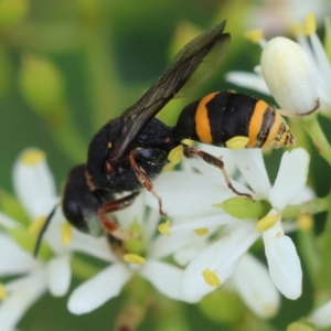 Williamsita sp. (genus) at GG165 - 25 Jan 2024