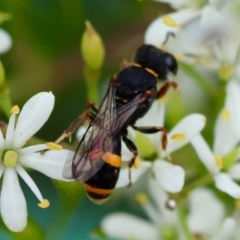 Williamsita sp. (genus) at GG165 - 25 Jan 2024