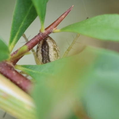 Oxyopes sp. (genus) (Lynx spider) at GG165 - 25 Jan 2024 by LisaH