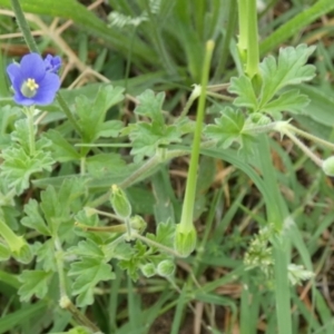 Erodium crinitum at Bicentennial Park - 26 Jan 2024 07:43 AM