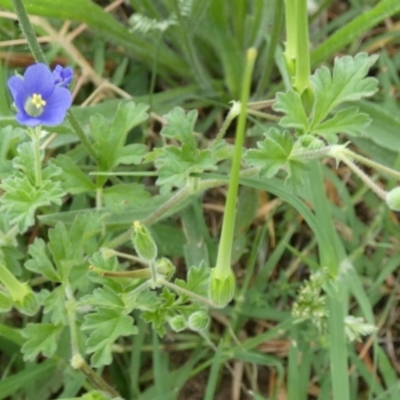 Erodium crinitum (Native Crowfoot) at Bicentennial Park - 26 Jan 2024 by Paul4K