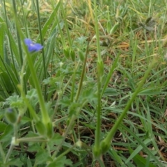 Erodium crinitum at Bicentennial Park - 26 Jan 2024