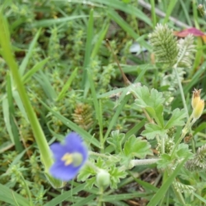 Erodium crinitum at Bicentennial Park - 26 Jan 2024 07:43 AM