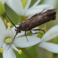 Scythrididae (family) (Tropical Longhorned Moth) at Deakin, ACT - 25 Jan 2024 by LisaH