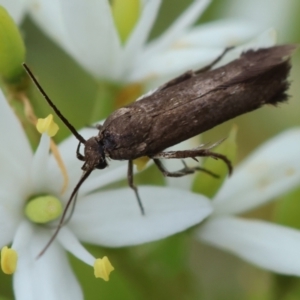 Scythrididae (family) at Hughes Grassy Woodland - 25 Jan 2024