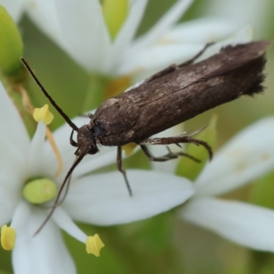 Scythrididae (family) (Tropical Longhorned Moth) at Deakin, ACT - 25 Jan 2024 by LisaH