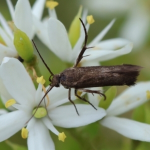 Scythrididae (family) at Hughes Grassy Woodland - 25 Jan 2024 01:54 PM