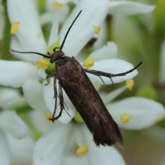 Scythrididae (family) at Hughes Grassy Woodland - 25 Jan 2024