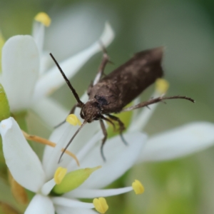 Scythrididae (family) at Hughes Grassy Woodland - 25 Jan 2024