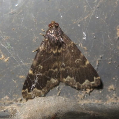 Mormoscopa sordescens (An Erebid moth (Herminiinae)) at Namadgi National Park - 23 Jan 2024 by Christine