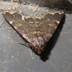 Mormoscopa sordescens at Namadgi National Park - 23 Jan 2024