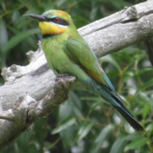 Merops ornatus at Tharwa, ACT - 23 Jan 2024