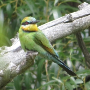 Merops ornatus at Tharwa, ACT - 23 Jan 2024