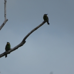 Merops ornatus at Tharwa, ACT - 23 Jan 2024