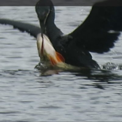 Perca fluviatilis (Redfin) at Dunlop, ACT - 24 Jan 2024 by Christine