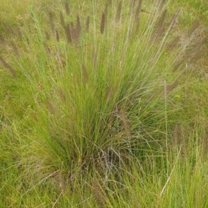 Cenchrus purpurascens at Melrose - 26 Jan 2024 11:14 AM