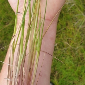 Cenchrus purpurascens at Melrose - 26 Jan 2024 11:14 AM