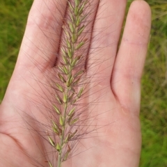 Cenchrus purpurascens at Melrose - 26 Jan 2024 11:14 AM