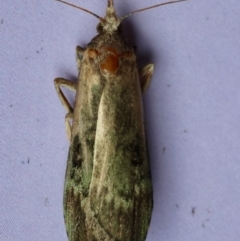 Heteromicta tripartitella (A Pyralid moth) at Hughes, ACT - 25 Jan 2024 by LisaH