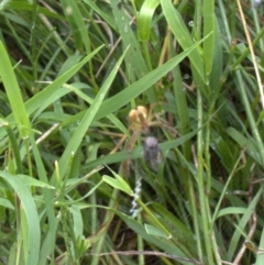 Araneinae (subfamily) (Orb weaver) at Lyons, ACT - 26 Jan 2024 by ran452