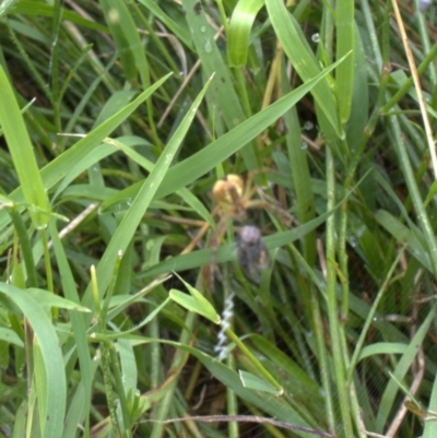 Araneinae (subfamily) (Orb weaver) at Lyons, ACT - 26 Jan 2024 by ran452