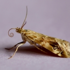 Hellula hydralis (Cabbage Centre Moth) at Hughes, ACT - 25 Jan 2024 by LisaH