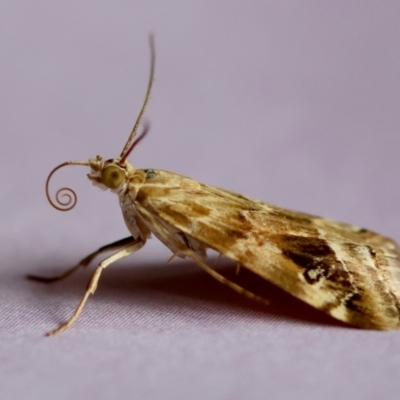 Hellula hydralis (Cabbage Centre Moth) at Hughes, ACT - 25 Jan 2024 by LisaH