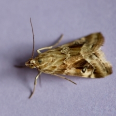 Hellula hydralis at Hughes, ACT - 26 Jan 2024