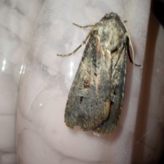 Agrotis munda at QPRC LGA - 12 Jan 2024 10:03 PM