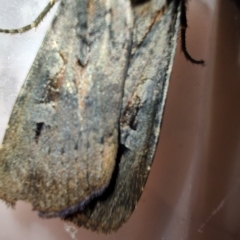 Agrotis munda at QPRC LGA - 12 Jan 2024 10:03 PM