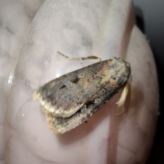 Agrotis munda at QPRC LGA - 12 Jan 2024 10:03 PM