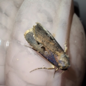 Agrotis munda at QPRC LGA - 12 Jan 2024 10:03 PM