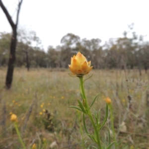 Xerochrysum viscosum at Mulligans Flat - 4 Nov 2023