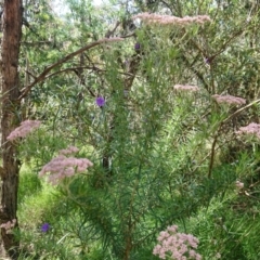 Cassinia aculeata subsp. aculeata (Dolly Bush, Common Cassinia, Dogwood) at Mount Ainslie to Black Mountain - 24 Nov 2022 by Pallis2020