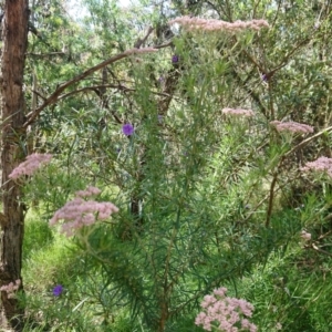 Cassinia aculeata subsp. aculeata at Mount Ainslie to Black Mountain - 24 Nov 2022