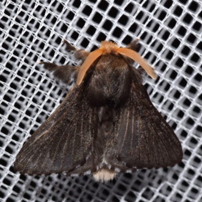 Symphyta nyctopis (A Bombycoid Moth (Lasiocampinae)) at QPRC LGA - 25 Jan 2024 by DianneClarke