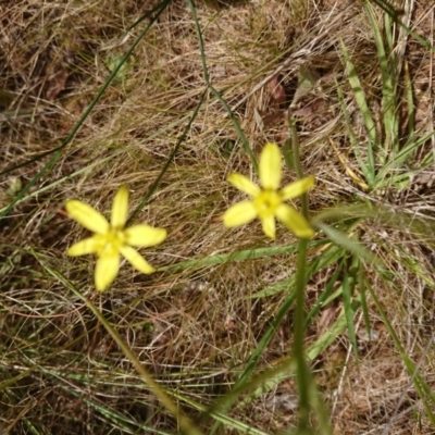 Tricoryne elatior (Yellow Rush Lily) at Mount Pleasant - 5 Dec 2022 by Pallis2020