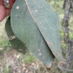 Eucalyptus fibrosa subsp. fibrosa (Broad-leaved Red Ironbark) at Wollondilly Local Government Area - 26 Jan 2024 by Mavis