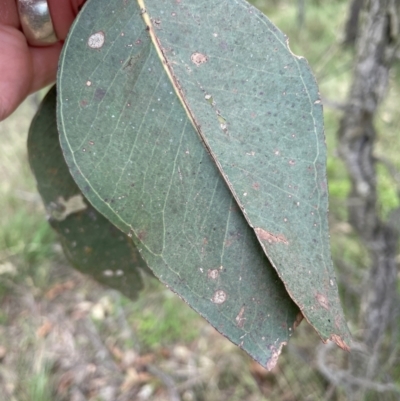 Eucalyptus fibrosa subsp. fibrosa (Broad-leaved Red Ironbark) at Wollondilly Local Government Area - 26 Jan 2024 by Mavis
